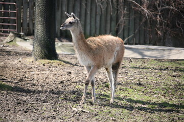 Sticker - Closeup shot of a cute guanaco in a park with a fence in the background