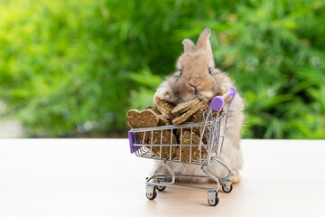 Wall Mural - Adorable baby rabbit bunny pushing shopping basket cart with cookie carrot standing over green nature background. Furry young bunny stand on two legs. Easter bunny animal shopping online concept.