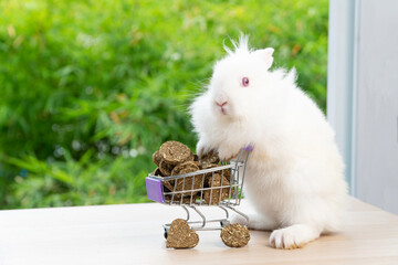 Wall Mural - Adorable baby rabbit fur hare bunny pushing purple shopping basket cart with cookie carrot standing legs over green nature background. Easter holiday white bunny animal and shopping online concept.