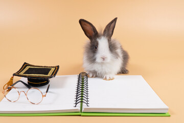 Canvas Print - Lovely little rabbit furry bunny sitting notebook with eyeglasses degree graduation cap over isolated orange background.Cuddly student bunny white grey rabbit sitting book symbol knowledge education.