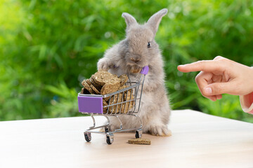 Wall Mural - Adorable furry rabbit bunny pushing shopping cart with cookie with finger pointing standing on wooden green nature background. Little easter rabbit mammal bunny standing legs push small shopping cart.