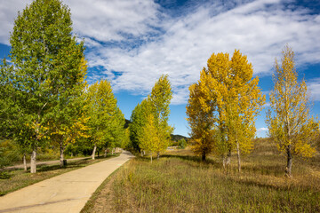 Wall Mural - Autumn Colors Alongside the Yampa River in Steamboat Springs Colorado