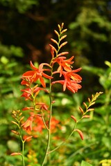 Canvas Print - Montbretia ( CrocosmiaCrocosmiflora ) flowers. Iridaceae perennial plants native to South Africa. Orange flowers bloom in spikes from June to August.