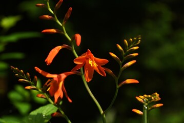 Poster - Montbretia ( CrocosmiaCrocosmiflora ) flowers. Iridaceae perennial plants native to South Africa. Orange flowers bloom in spikes from June to August.