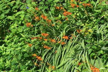 Canvas Print - Montbretia ( CrocosmiaCrocosmiflora ) flowers. Iridaceae perennial plants native to South Africa. Orange flowers bloom in spikes from June to August.