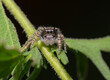 Beautiful sub-adult Phidippus mystaceus jumping spider on a ragweed stem