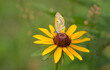 Dainty Sulphur butterfly feeding on a Black-eyed Susan flower, with copy space