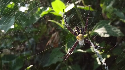spider on the nest