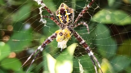 spider on the nest