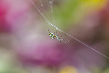St Andrews Cross Spider forming a web in natural habitat, Eastern Australia