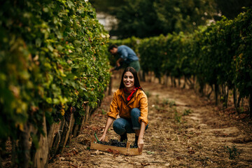 A business owner in the agriculture industry, carrying a basket of ripe fruit for wine.