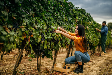 A proud Latina winemaker and her partner, working diligently together in their vineyard during the grape harvest.