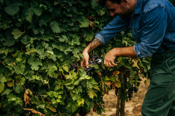 The man's face radiates contentment as he works efficiently to fill grape crates, signaling a productive day in the vineyard.