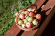Dojrzałe jabłka w wiklinowym koszu