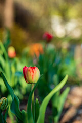 Sticker - nice tulips in the garden