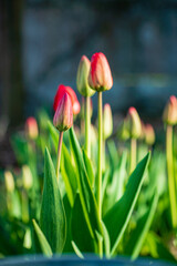 Sticker - nice tulips in the garden