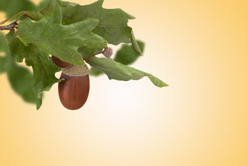 Wall Mural - A branch with dried leaves and an acorn, copy space.