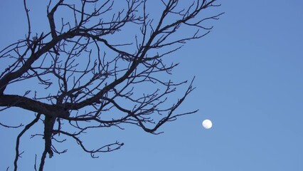 Wall Mural - Crescent moon behind a winter tree, glowing in a clear twilight sky