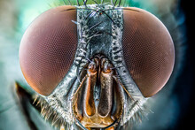 Close Up Of A Fly, Macro Sharp And Detailed Fly Compound Eye Surface.