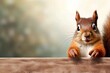 Niedliches, lustiges Eichhörnchen, lächelnd, mit erhobenem Daumen, um gute Arbeit oder gutes Produkt zu würdigen.  Breites Banner mit Kopierraumseite