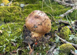Matsutake wild pine mushroom in autumn forest ( Tricholoma nauseosum ) japanese truffle.	