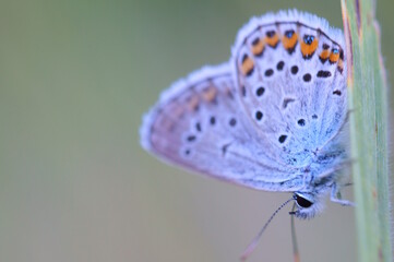 Sticker - A small butterfly on a flower. Fabulous nature.