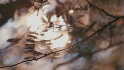 Sticker - Sun shines through the tropical leaves