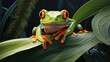 Tree Frog sitting on plant, Indonesia
