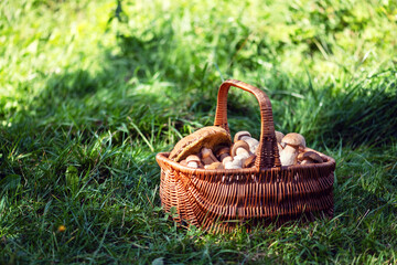 Wall Mural - Basket with edible white mushrooms in green grass. Boletus edulis. Collecting porcini in forest