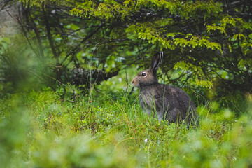 Mountain hare sitting in a green forest