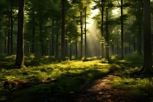 A Tranquil Forest Glade With Dappled Sunlight.