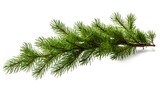 Fototapeta  - Christmas pine branch on white background with free space for text. AI generated