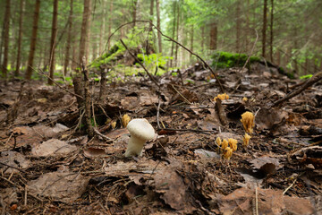 Sticker - Common puffball, Lycoperdon perlatum and coral fungi, Ramaria growing in natural forest in sweden