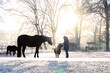 Pferde in Winterlandschaft 