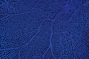 Wall Mural - Organic texture of Red Sea Fan or Gorgonia coral (Annella mollis). Abstract blue background