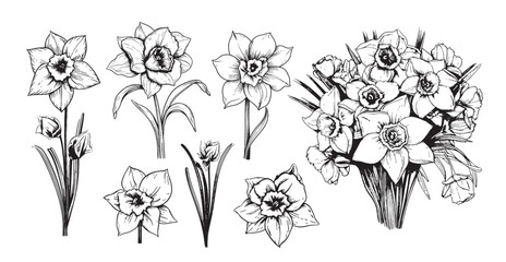 Sticker - Daffodil flowers set sketch hand drawn in comic style.Vector Garden flowers