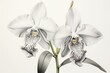 Classic drawing of two orchids: paphiopedilum venustum and cattleya skinneri. Generative AI