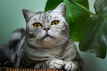 Wall Mural - Cute silver tabby british shorthair cat with big yellow eyes sits between monstera leaves on green background