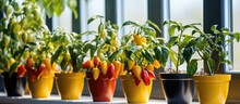 Colorful Potted Chili Peppers Indoors With Room For Text