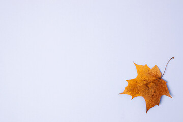 symbol of autumn maple leaves on blue background. flat lay, copy space, top view