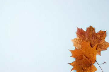 Wall Mural - Symbol of autumn maple leaves on blue background. Flat lay, copy space, top view