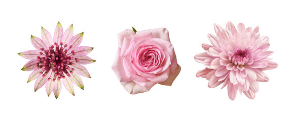 Wall Mural - Set of different pink flowers (rose, astrantia, chrysanthemum) isolated on white or transparent background