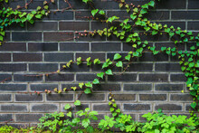 Wall With Green Ivy