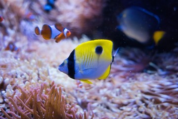 Wall Mural - Paris aquarium, The teardrop butterflyfish is a species of marine ray-finned fish, a butterflyfish belonging to the family Chaetodontidae. It is found in the Indo-Pacific region