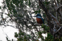 Kingfisher Bird Resting In A Tree