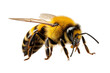 Bee isolated on transparency background