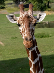 Wall Mural - Portrait of an adult Baringo Giraffe, Giraffa camelopardalis Rothschildi.