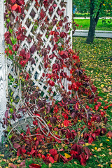 Wall Mural - A fragment of a gazebo decorated with climbing shrubs on an autumn day