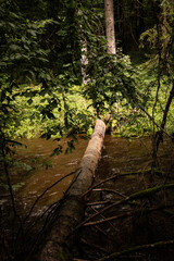 fallen tree bridges the gap over a small stream river in pretty woodland forest area of Belgium Ardennes. hiking, walking and nature are popular pastime activities in this European countryside