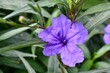 © jlmcanally - Ruellia simplex aka Mexican petunia